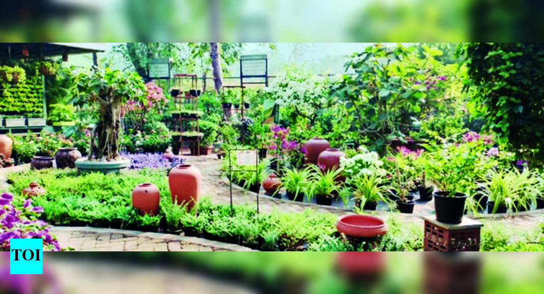 Govt to set up nursery in Goa to supply chonak seeds Goa News Times