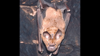 Bat: Indian Roundleaf Bat Spotted In Karauli | Jaipur News - Times of India
