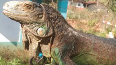 American green iguana surfaces at Goa's Chapora