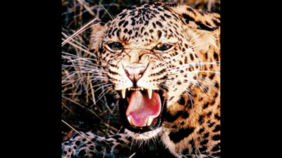 African leopards inspire Chinese `Leopard Fitness' grandpa