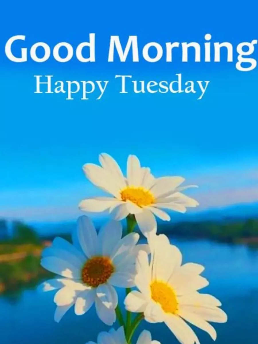 Good Morning  Good morning tuesday images, Good evening messages, Happy  tuesday quotes