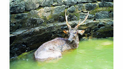 Forest department rescues sambar from 50-foot well in Junnar