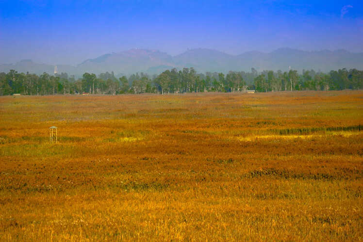 Keibul Lamjao National Park, Imphal