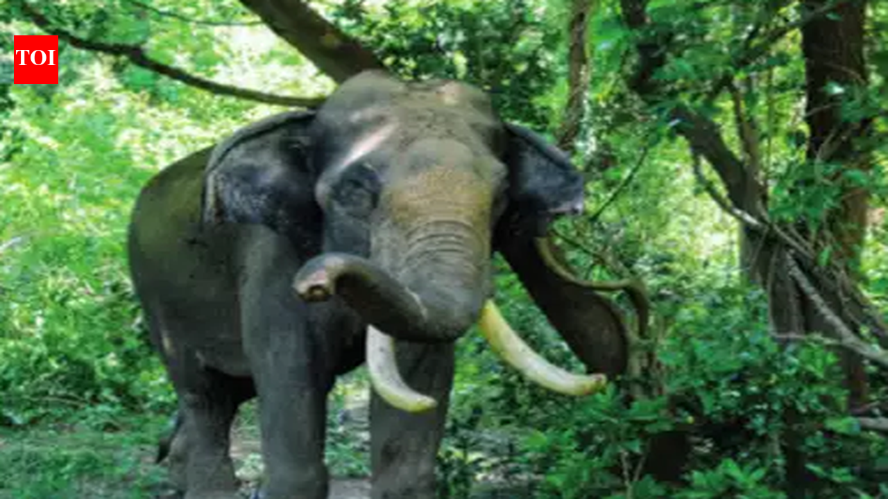 Man trampled to death by wild elephant in Tamil Nadu | Chennai News ...