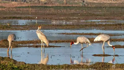 Need to reclaim land of wetlands to invite migratory birds in Punjab's Gurdaspur