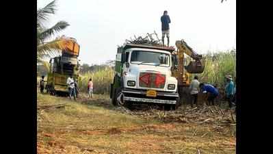 Goa: Sugarcane harvester whirs in sweet comeback after 10-year hibernation