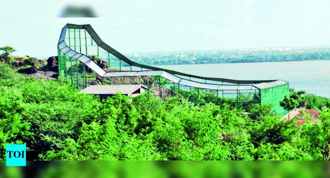 Rmc Rmc To Bring Lion Safari To Rajkot City Rajkot News Times of India