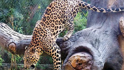 Garhwa leopard ‘moved’ to Chhattisgarh: Officials