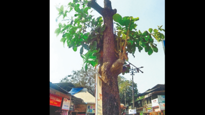 20-year-old almond tree hacked for hoarding: Activist; seeks action