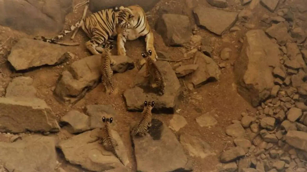 Life Cycle of Bengal Tiger - Birth, Adult, Territory, Death
