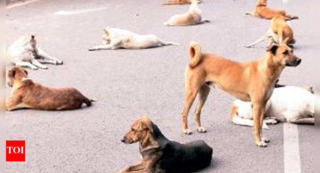 Noida Authority will hire co to sterilise strays | Noida News - Times ...