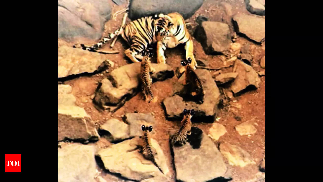 Panna: Panna Tiger Reserve's mother tigress No.1 dies after 13 cubs &  bundles of memories in Madhya Pradesh