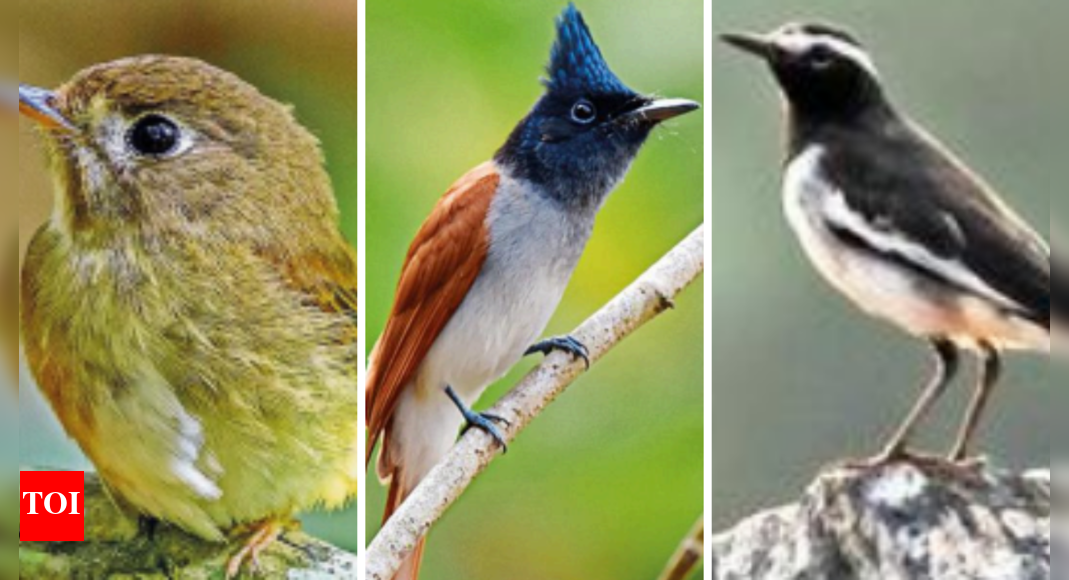 In 9 Years, 150 Bird Species Recorded On Mu Campus | Mangaluru News