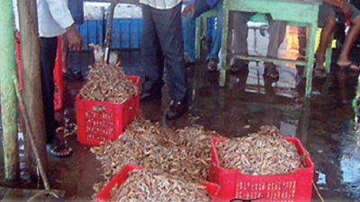 Customs duty cut on shrimp feed, exporters raise a toast in Odisha