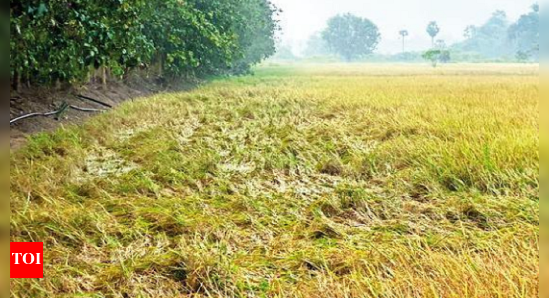 Tamil Nadu: Rain affects paddy harvest in delta districts in Tamil Nadu ...