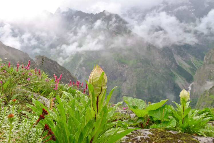 Nanda Devi Biosphere Reserve
