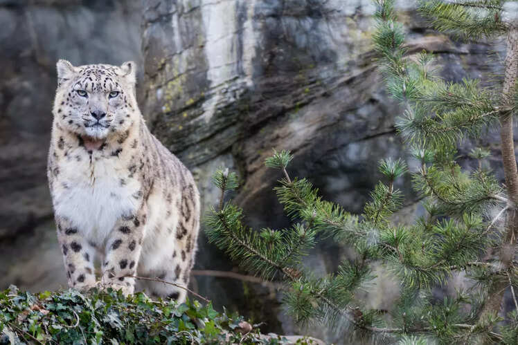 Gangotri National Park