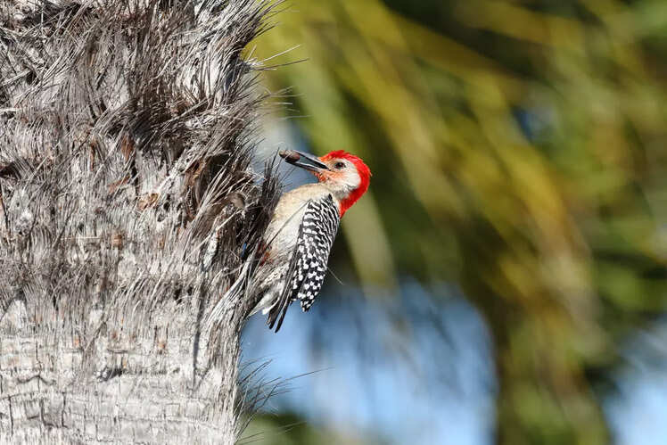 Binsar Wildlife Sanctuary