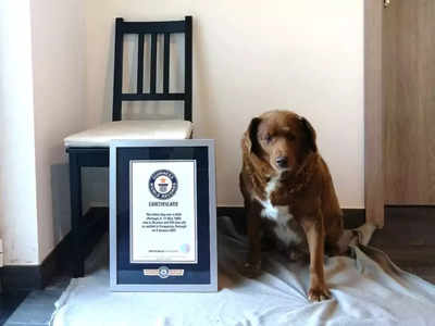 30-year-old dog earns Guinness World Record for being the oldest dog ever!