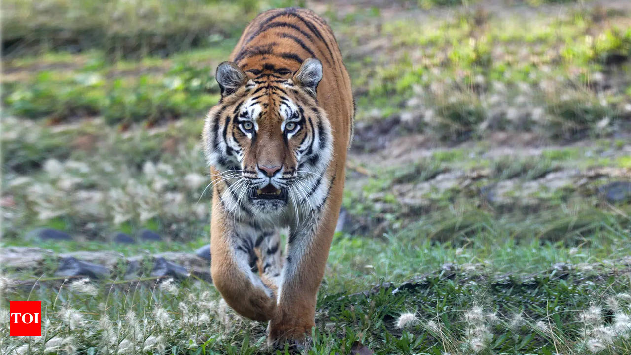 Problem tigers must be killed to save the tiger as a species' - Times