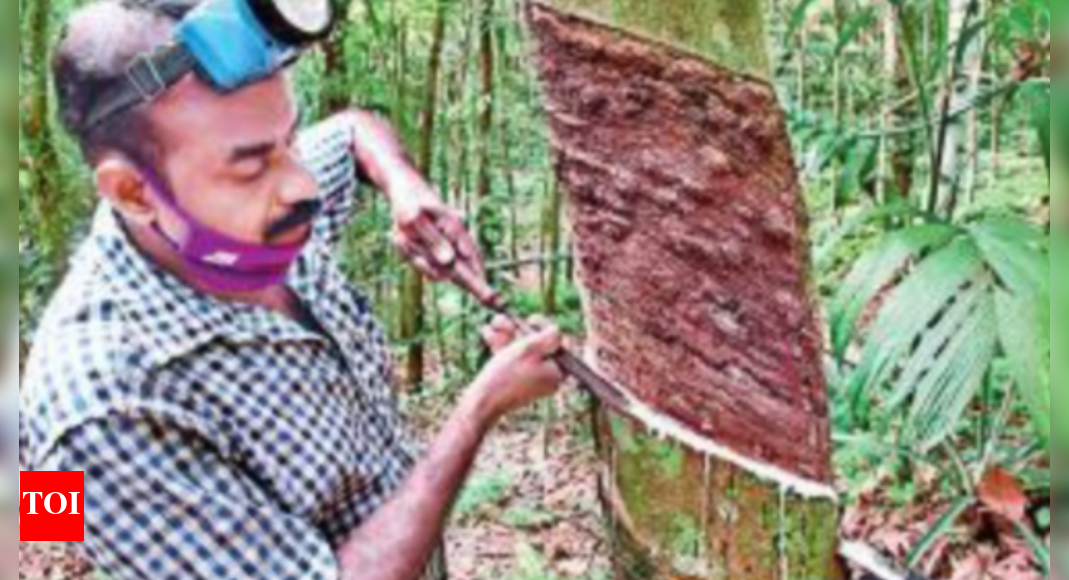 Kerala budget Rubber farmers unhappy over stabilization price Kochi