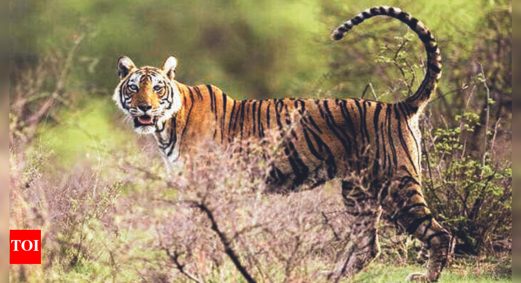 अब राजस्थान के कैलादेवी वन्यजीव अभयारण्य से बाघिन-132 लापता हो गई है  जयपुर समाचार – टाइम्स ऑफ इंडिया