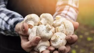 Rajendra Prasad Central Agricultural University in Bihar gets patent for 'mushroom samosa'