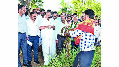 ‘paddy On 2.15l Acres Affected’ | Trichy News - Times of India