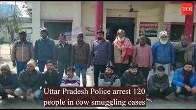 Uttar Pradesh Police arrest 120 people in cow smuggling cases