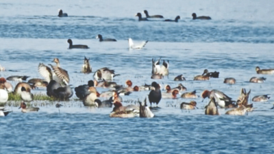 Long-tailed duck among Pong’s 1 lakh winged visitors