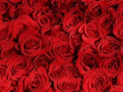 19 Rose Day 2023 quotes to wish your love