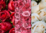 Happy Rose Day 2023: Red, pink or white? Meaning behind the color of your Valentine's Day rose
