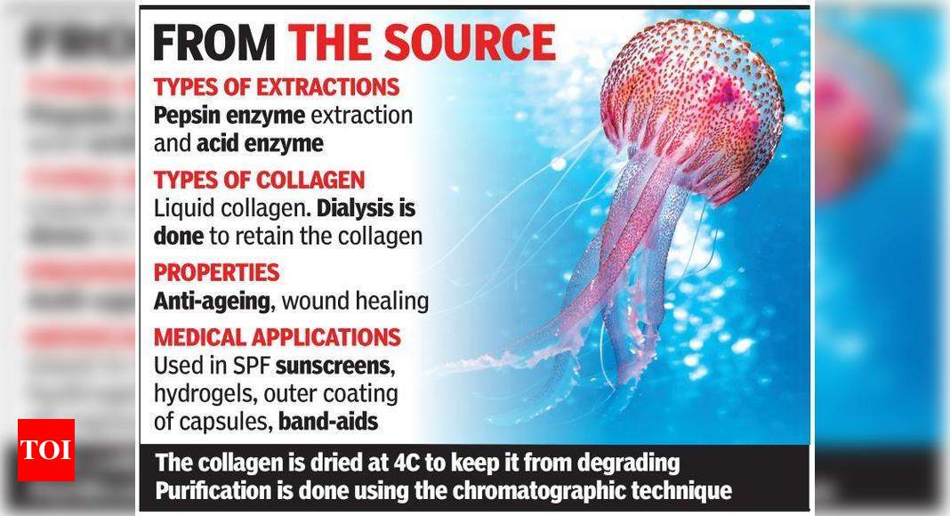 With NIO’s Breakthrough, Industry Can Use Collagen From Jellyfish | Goa ...