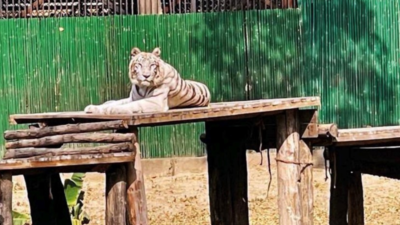 Vina Rani, Delhi zoo’s eldest white tigress, is no more