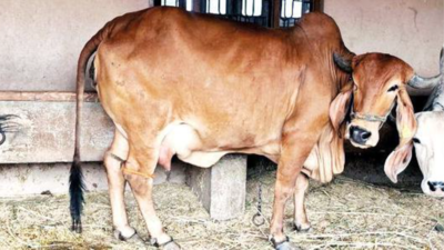 Bovine surrogates to help increase milk yield in Gujarat
