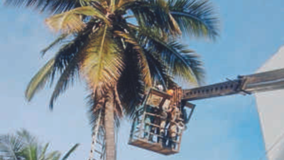 Coconut plucker dies atop tree in Bengaluru