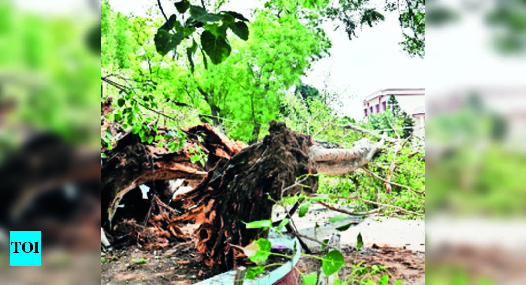 Carmel Tree Tragedy: Panel Holds Ut Dept Guilty | Chandigarh News ...