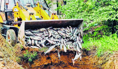 Over 4,000kg rotten fish seized in city