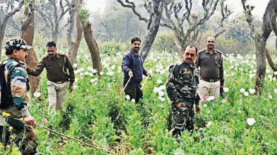 Jharkhand police intensify drive against poppy cultivation