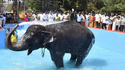 Perur Pateeswarar Temple elephant Kalyani gets bathing pool