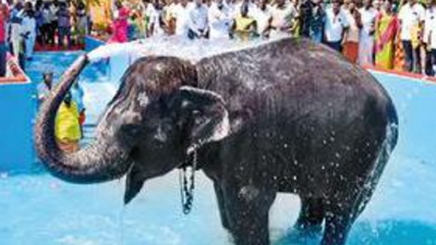 Tamil Nadu temple elephant gets bathing pool worth Rs 50 lakh