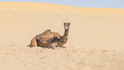 Camel chews off owner’s head, villagers beat animal to death in Rajasthan