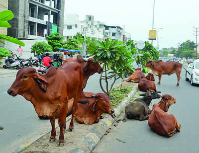 Animal Welfare Board Of India: Cow Hug Day: Animal Welfare Board of India  says Celebrate February 14 as Cow Hug Day | India News - Times of India