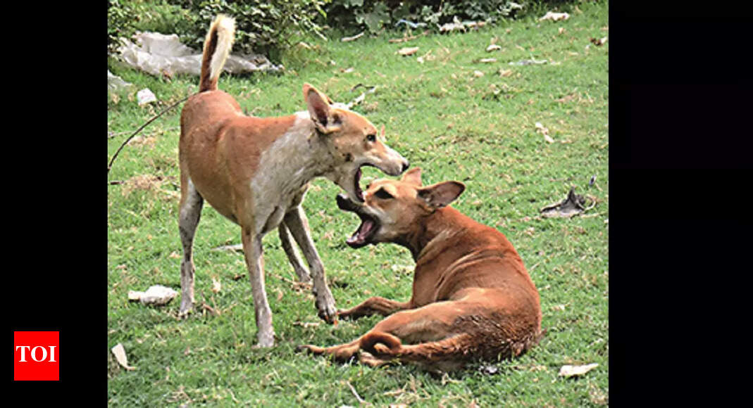 Four-year-old mauled to death by stray dogs in Surat | Surat News ...