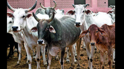 Lumpy Skin Disease: Lumpy Skin Disease: 70 cattle dead in Telangana, 270 in  Andhra Pradesh in a year | Hyderabad News - Times of India