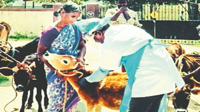 Cattle being vaxxed against brucellosis in Madurai