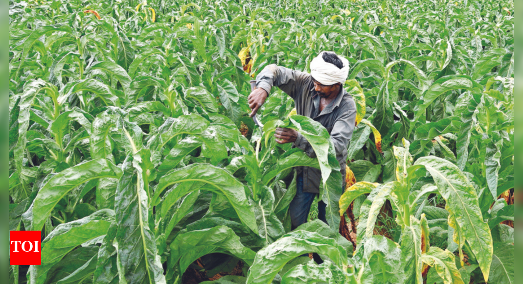 Gujarat: State's Tobacco Acreage Up By 116% In 19 Years | Ahmedabad News