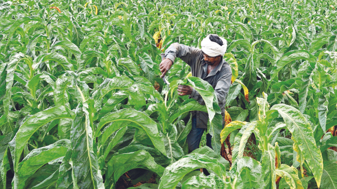 is tobacco farming legal in india Gujarat: State's Tobacco Acreage Up By 116% In 19 Years | Ahmedabad News