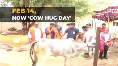Not Valentine's Day, its 'Cow Hug Day,' here is why