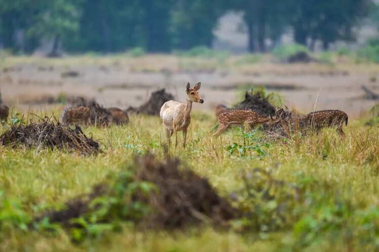 Satpura National Park, Madhya Pradesh